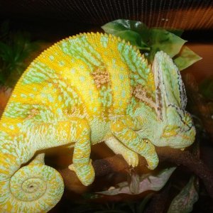 lee
