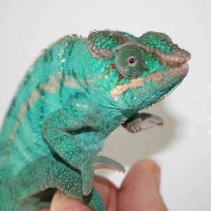 Baby Googley