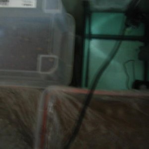 incubating setup2#