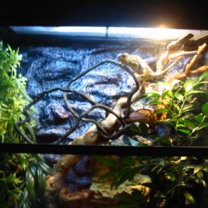 home for the female with black diamond