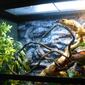 home for the female with black diamond2#