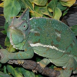Carla Chameleon