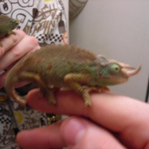animal003