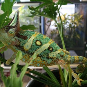 Baltazar doesn't like the camera or Ray