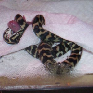 Python