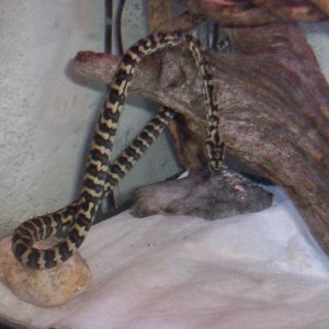 Python