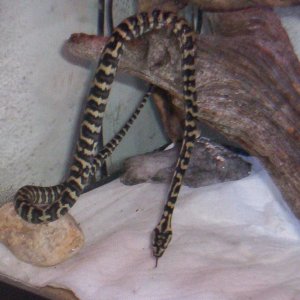 Python
