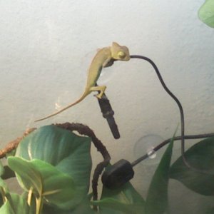 My New Veiled Cham!