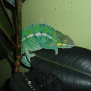 Wc Male.. Night Colours
