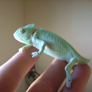 Look Closlely, You Can See On His Front Leg Where It Has Healed From Being Broken
