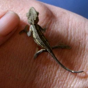 Rudis Hatchling