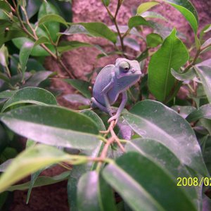Female Veiled
