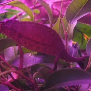Male 1