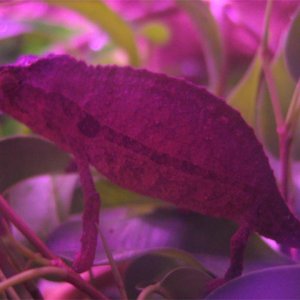 Male 1b