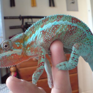 Gonzo