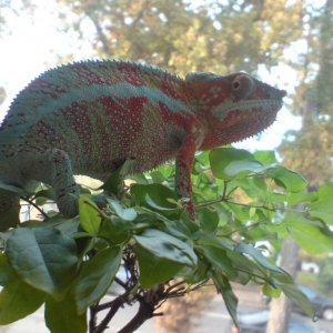 Basking