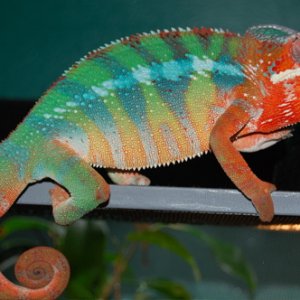 Kelvin, My Bb Ambilobe