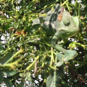 In A Jasmine Tree