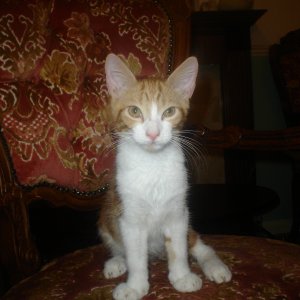 Thomas