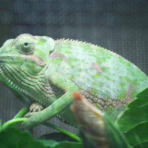 Spike