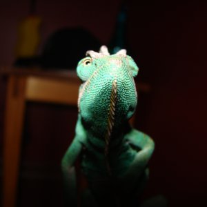 Veiled