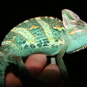 Cham