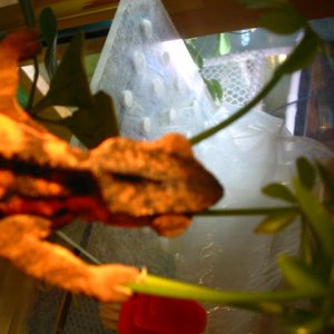 Female With Lump4