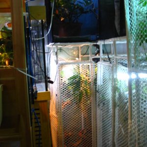 Viled Living In The Lowest Cage