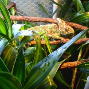 Viled Living In The Lowest Cage2