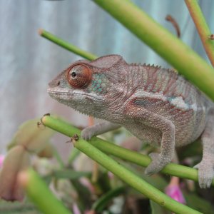 Sambatra Checks Out The Greenhouse