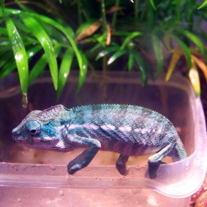 My Lil Ambilobe