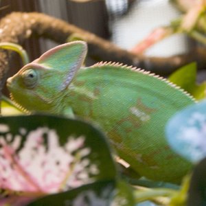Lyme, Female Veiled Chameleon