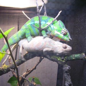Ambilobe Panther's