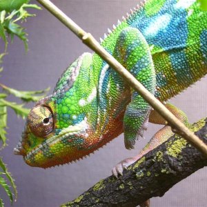 Male After Maiting And Removing Female