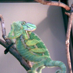 Rafiki - Not a fan of Cameras
