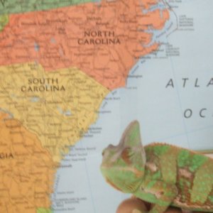 Vigo invading the south