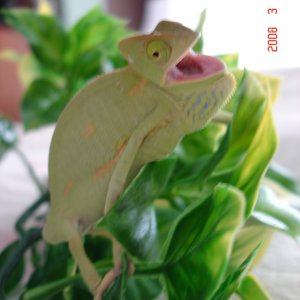 Pissypants Doesnt Like The Camera!