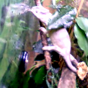 Video Call Snapshot 5