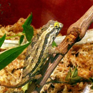 Pygmy Cham