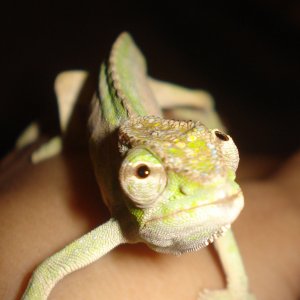 Ms. Peeky