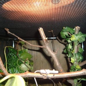 Monitoring Basking Temps