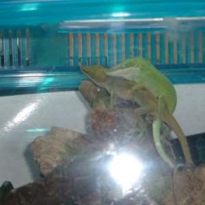 Anolis