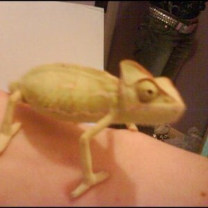 Amigo