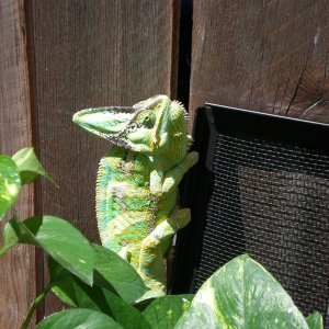 Scooter Getting Some Sun