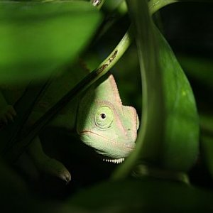 Yoshi