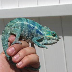 Like Blue?
