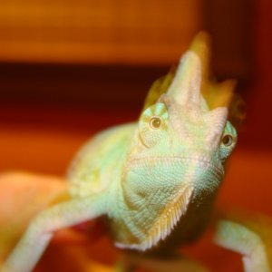 Cham