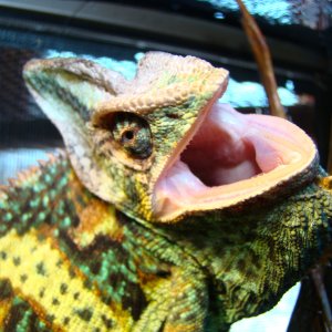 Cham