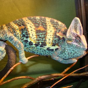 Cham