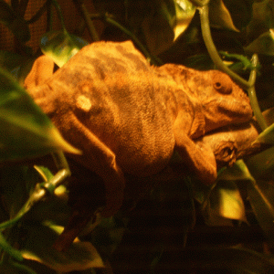 Foxii Sleeping